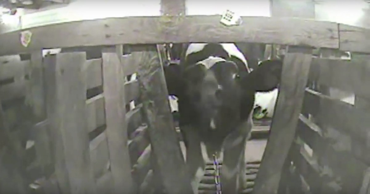 Buckeye Veal Farm got truth?